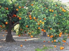 Китайские апельсины и японские спиреи появятся на улицах Пятигорска