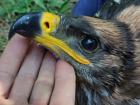 Четырех птенцов краснокнижного орла изъяли на Ставрополье у жителя Волгодонска