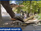 Ветка старинного дуба Льва Толстого обрушилась на тротуар в центре Ставрополя