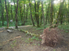 После ливней начали падать деревья в Таманском лесу Ставрополя