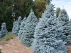 Житель Ставрополья спилил деревьев на 100 тысяч и продал их на Новый год
