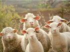 Два парня украли овец на миллион в Ставропольском крае