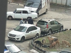 «Бросаются на всех»: стаи бездомных собак напугали жителей Михайловска и Ставрополя
