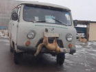 Варварское авто с лисой на капоте возмутило ставропольчан