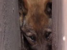 Бездомного пса из каменной ловушки вытащили спасатели Кисловодска