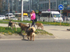 Бродячие собаки терроризируют жителей улицы в центре Ставрополя