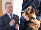 «Пусть сначала с бездомными псами разберутся»: ставропольцы раскритиковали власть за чипирование животных