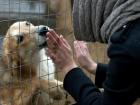 Приют для собак открыли в Георгиевске