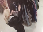 Прилично одетая женщина обворовала магазин и попала на видео в Ставрополе