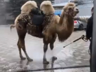 Верблюд принял душ на глазах прохожих в Ставрополе
