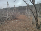 Только отгремел скандал с вырубкой леса в нарзанной зоне, как власти Кисловодска отдали на растерзание еще полтора гектара, - эколог-общественник