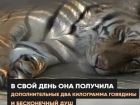 Губернатор Ставрополья заявил, что тиграм безопаснее всего находиться в зоопарке