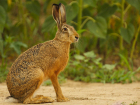 Охотившихся на зайцев браконьеров задержали на Ставрополье