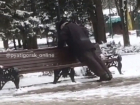 Разминку пожилого "тигра" сняли на видео жители Ставрополья 