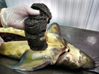 Рыбу осетровых пород изъяли из незаконного оборота в Ставропольском крае