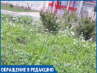 "Возле поликлиники растет целая плантация амброзии - нормально?" - жительница Ставрополя 