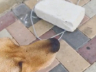  "Я что, бассейн ей должна налить?":  несчастная собака неопределенное время сидела привязанная на солнцепеке в Ставрополе