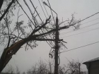 В Ставрополе упавшее дерево оставило жителей без электричества