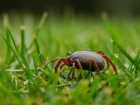 Клещи на Ставрополье продолжают кусать людей после выхода из спячки 