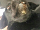 Неизвестный живодёр сломал челюсть собаке на Ставрополье