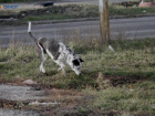 Спасатели помогли девочкам выбраться из плена бродячих собак на Ставрополье 
