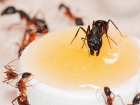 Нашедшей  живого муравья в салате посетительнице заявили, что он туда "залетел" сам