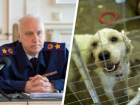После нападения собаки на ставропольчанку Александр Бастрыкин начал следить за расследованием дела