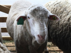 Выведенная на Ставрополье новая порода овец вызвала фурор у специалистов