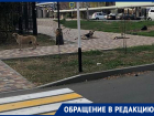 В Ставрополе бродячие собаки разорвали котенка