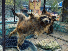 В Ставропольском крае снова откроются зоопарки