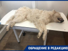 «Собаки умирали на глазах детей»: жители Михайловска уже 2 года страдают от живодера