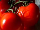 Более тонны санкционных томатов сравняли с землей на полигоне Ставрополья
