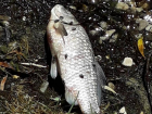 Кишащее мертвыми рыбами Новопятигорское озеро оказалось загрязнено вредными веществами 