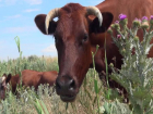 Пятерых молочных коров убило мощным разрядом тока на пастбище около МинВод