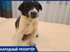 Маленьких щенков безжалостно выкинули на улицу в Ставрополе 