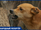 Бродячие животные напали на школьницу в Ставрополе