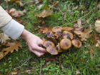 Вместо грибов ставрополец нашел в лесу 35 гранат
