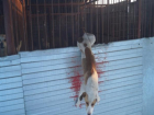 Застрявшую при прыжке через забор собаку вызволяли спасатели в Кисловодске