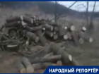 Житель станицы Суворовской на Ставрополье жестко высказался о спиле здоровых деревьев