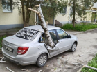 Снес остановку, сломал дерево: какие еще сюрпризы принес на Ставрополье штормовой ветер