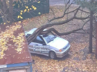 Ураганный ветер повалил на легковушку огромное дерево в Ставрополе