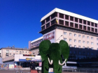 Слон появился в центре Ставрополя