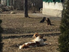Свора диких собак в очередной раз напугала жителей Пятигорска
