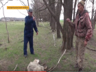 Стая волков задрала десяток овец за ночь в Изобильненском районе Ставрополья