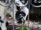 «Пополнение»: осенний бейби-бум празднуют в ставропольском зоопарке 