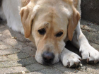 Провалившуюся в холодный коллектор собаку спасли на Ставрополье