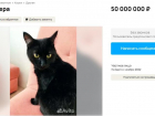 Черного кота продают на Ставрополье за 50 миллионов рублей