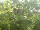 Отчаянный фанат черешни залез за вожделенными ягодами на дерево высотой в четыре этажа в Ставрополе и попал на видео