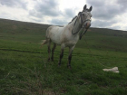 Серый конь потерялся недалеко от Ставрополя