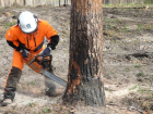 В Красногвардейском районе незаконно спилили деревья
